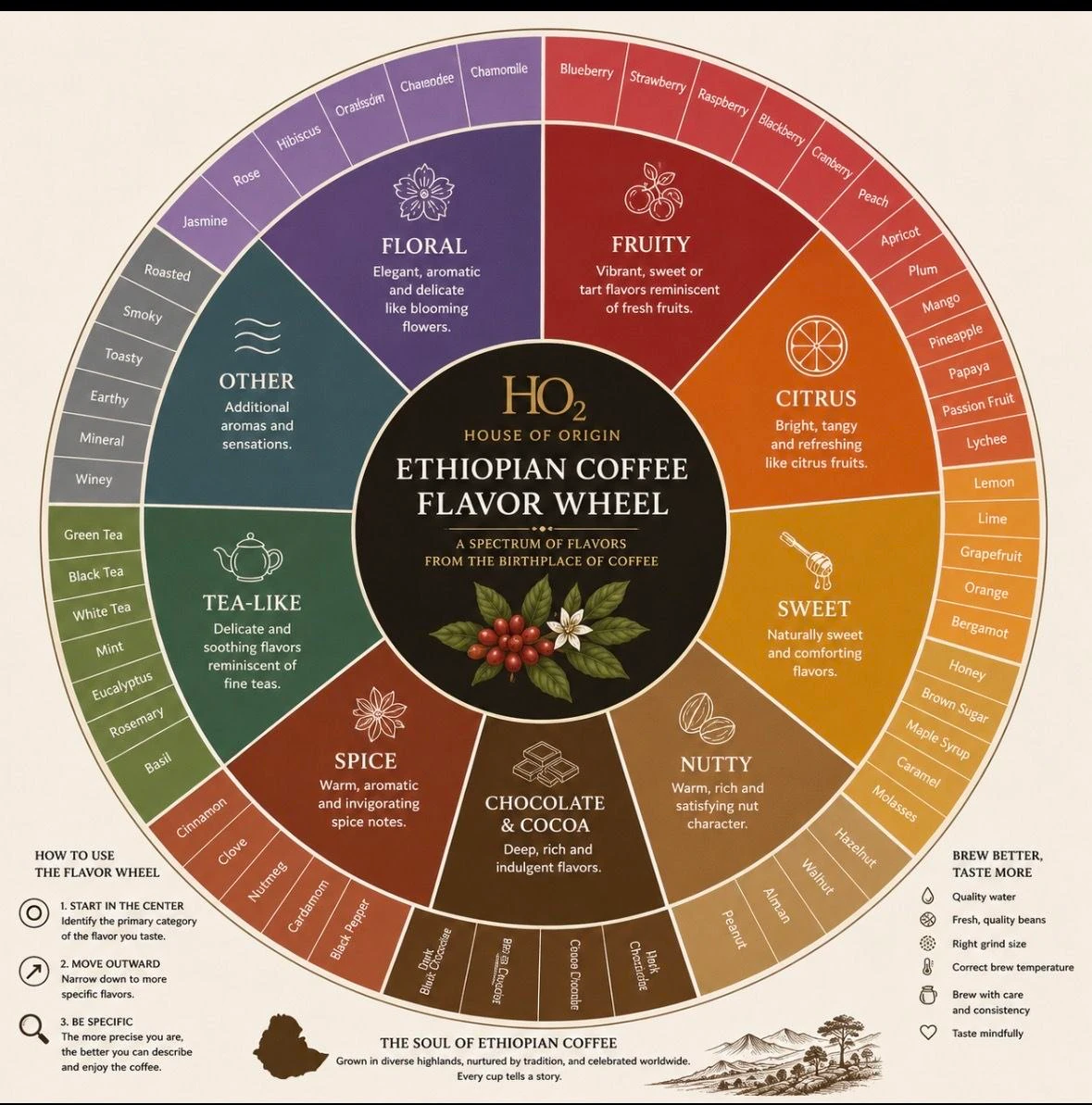 Ethiopian coffee flavour wheel plate