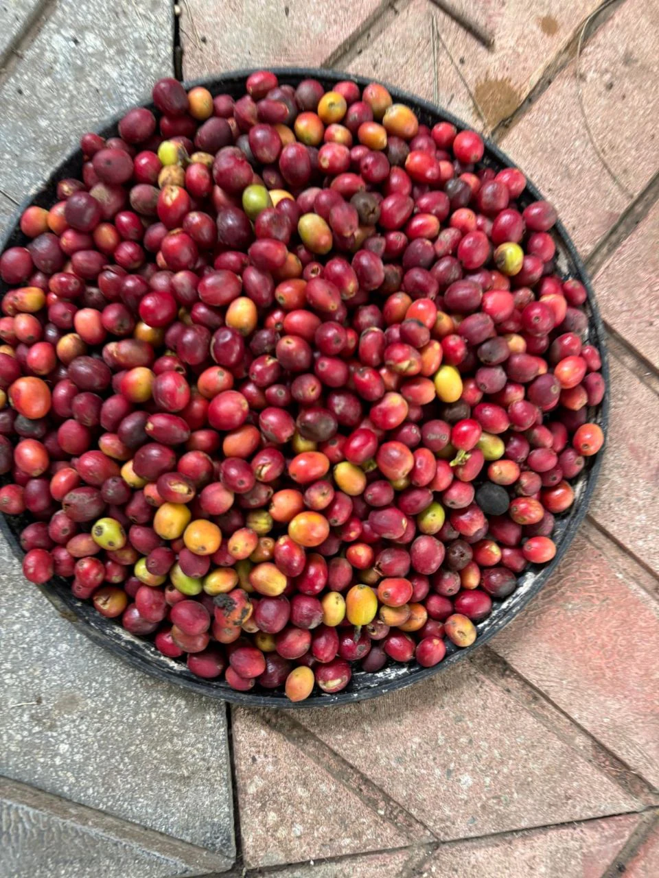 Freshly picked coffee cherries in a harvesting tray