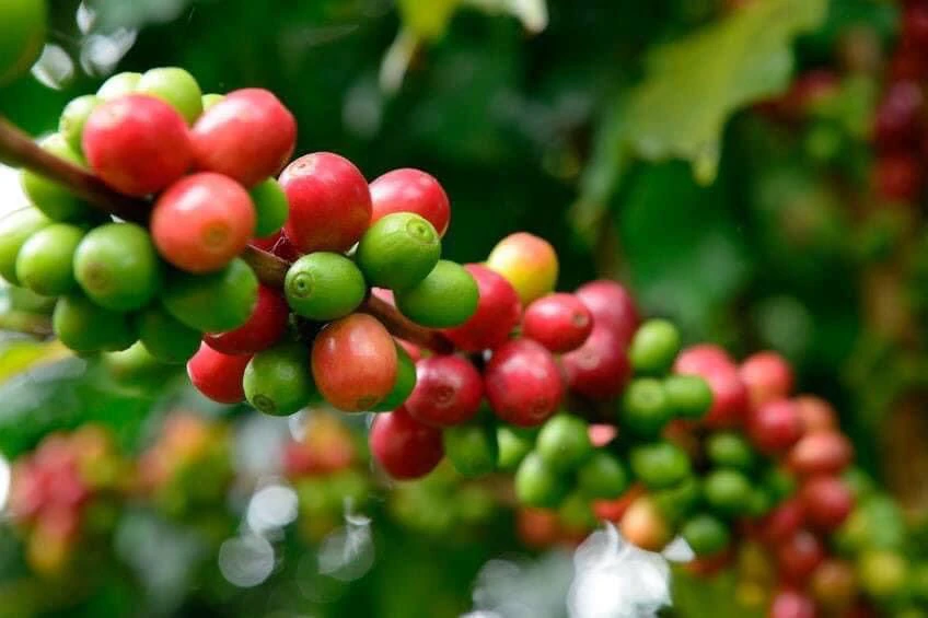 Coffee cherries ripening on the branch, red against green