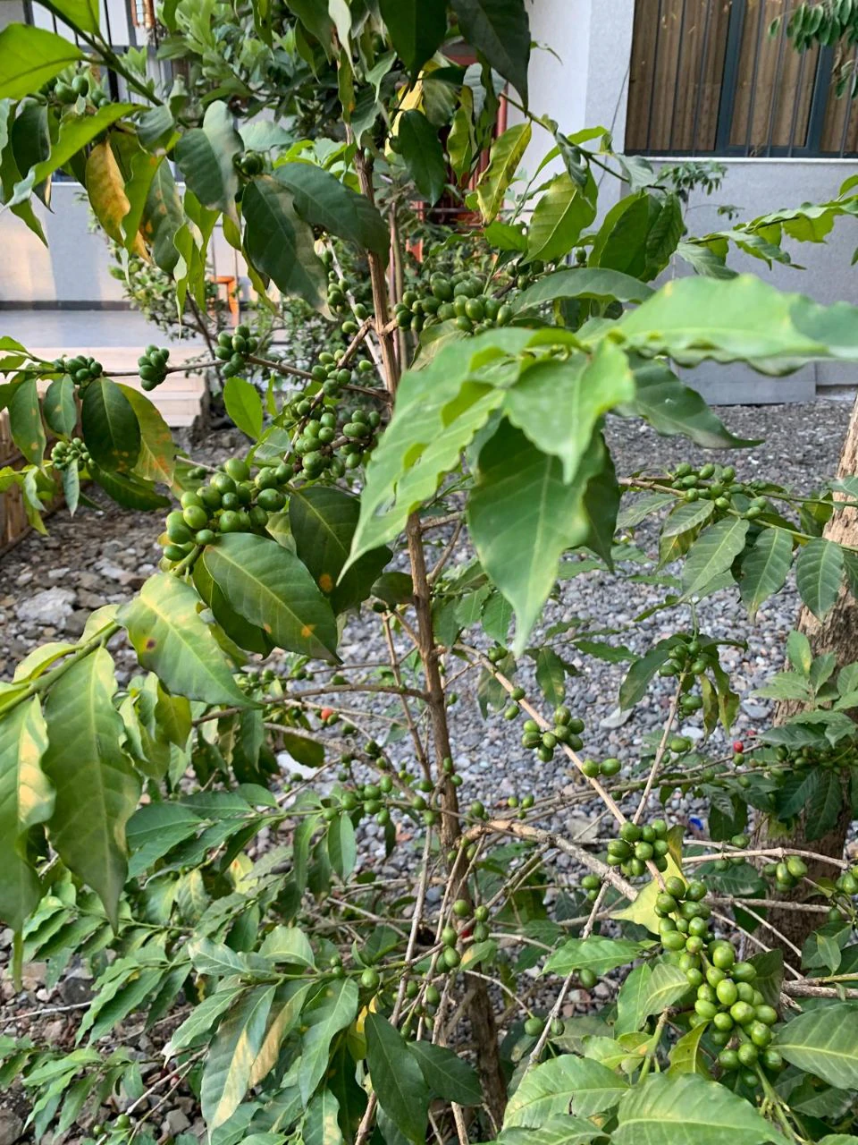 A walled garden of coffee and shade trees
