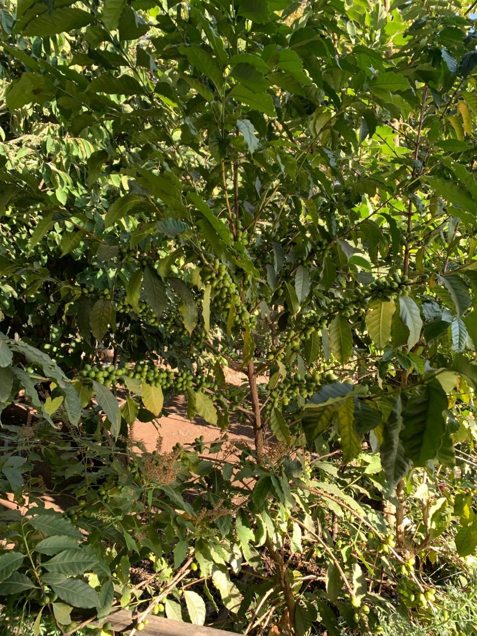 A shaded coffee grove