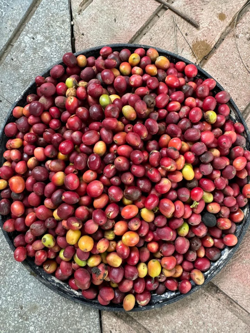 A tray of freshly picked coffee cherries, red and ripening, on terracotta brick