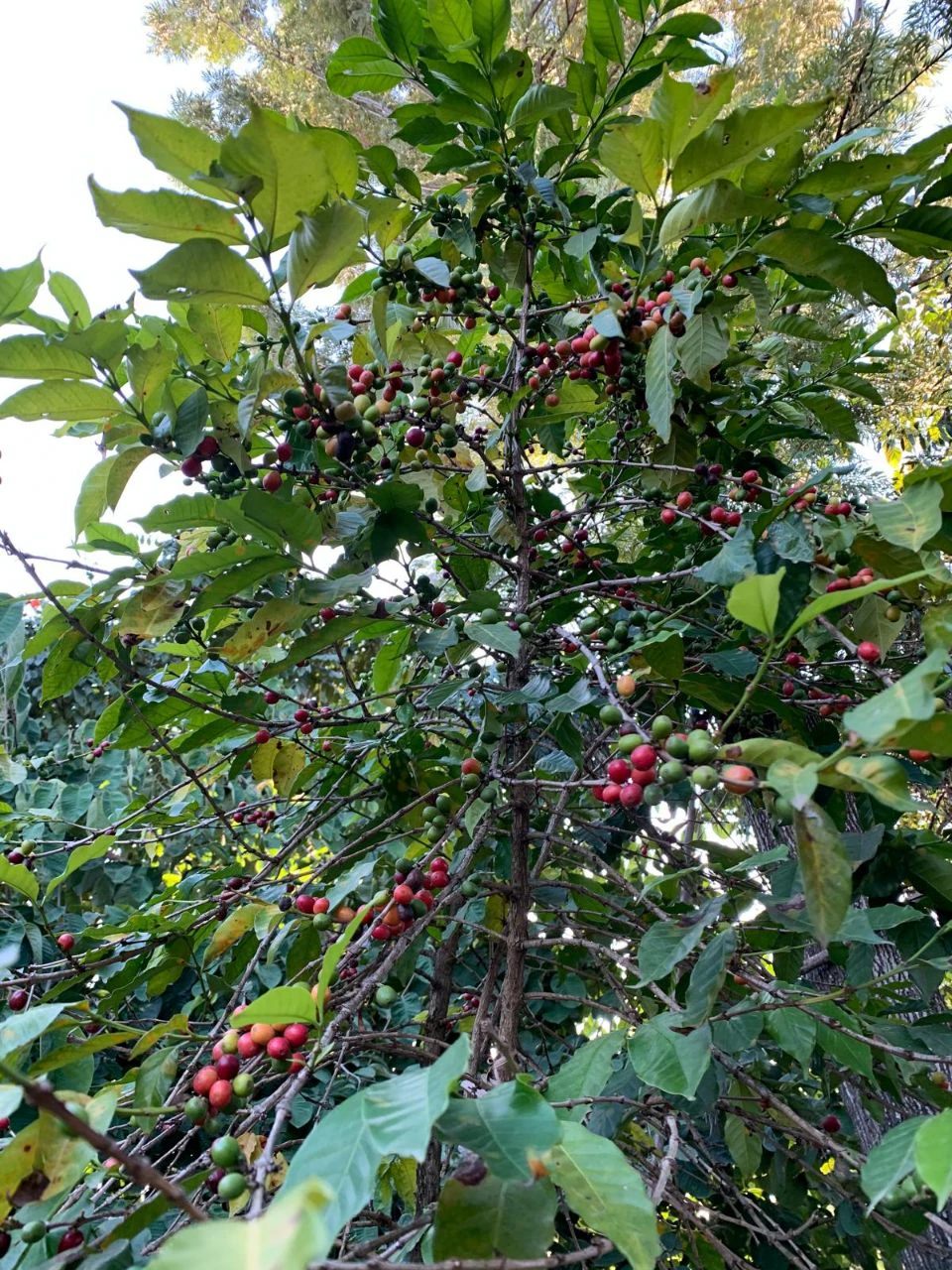 Coffee trees under highland canopy