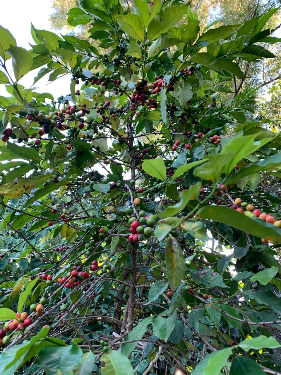 Coffee leaves in highland light