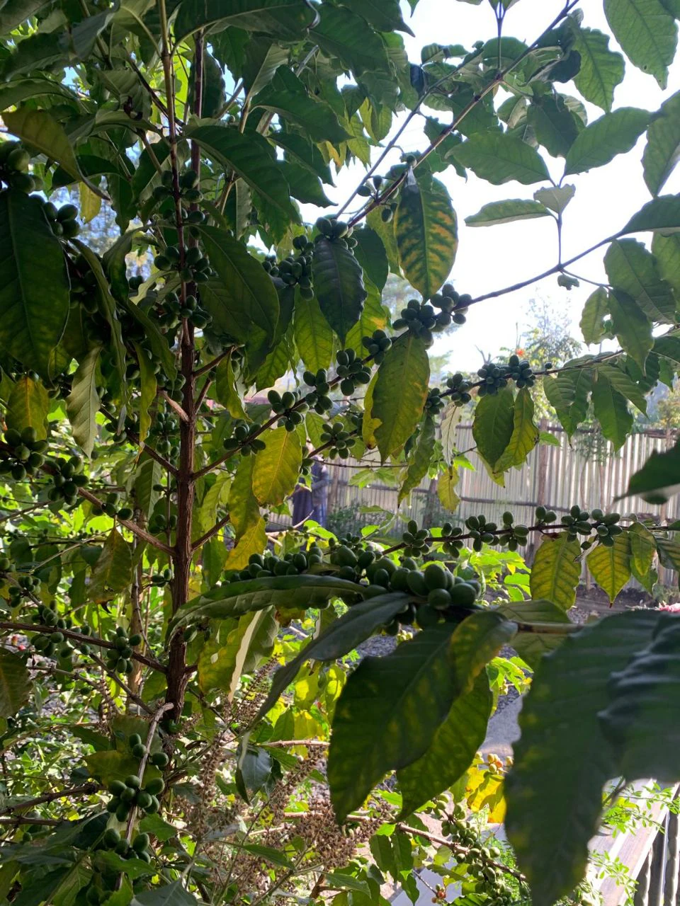 Young coffee plants raised under shade in a smallholder nursery