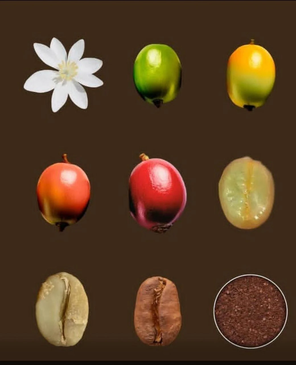 Nine stages of coffee: blossom, green cherry, yellow, orange, red cherry, mucilage, green bean, roasted bean, ground coffee